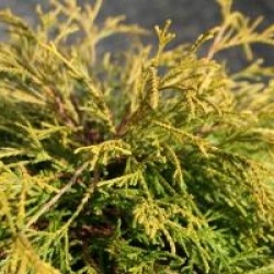 Chamaecyparis pisifera 'Sungold'