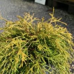 Chamaecyparis pisifera 'Sungold'