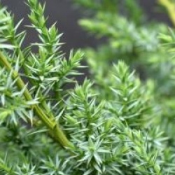 Juniperus chinensis 'Blue Alps'