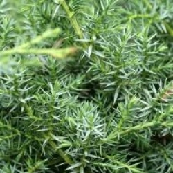 Juniperus chinensis 'Blue Alps'