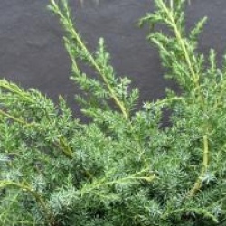 Juniperus chinensis 'Blue Alps' - Gen�vrier Blue Alps