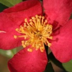 Camellia x vernalis 'Yuletide'