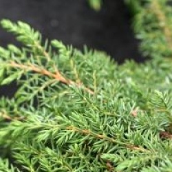 Juniperus communis 'Green Carpet'