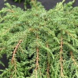 Gen�vrier Green Carpet