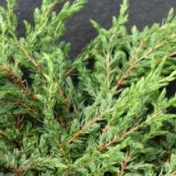 Juniperus communis 'Repanda'