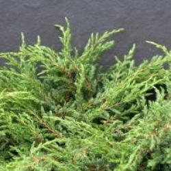Juniperus communis 'Repanda'