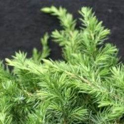Juniperus conferta 'Slager'