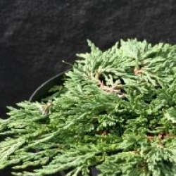 Juniperus horizontalis 'Pancake'