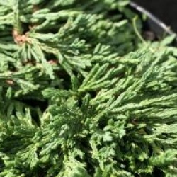 Juniperus horizontalis 'Pancake'