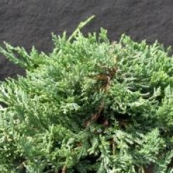 Juniperus horizontalis 'Wiltonii' - Gen�vrier Wiltonii