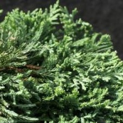 Juniperus horizontalis 'Wiltonii'