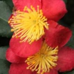 Camellia x vernalis 'Yuletide'