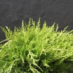 Juniperus x pfitzeriana 'Gold Coast' - Gen�vrier Gold Coast