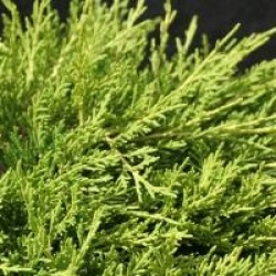 Juniperus x pfitzeriana 'Gold Coast'
