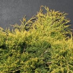 Juniperus x pfitzeriana 'Gold Coast'