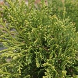 Juniperus x pfitzeriana 'Gold Coast'
