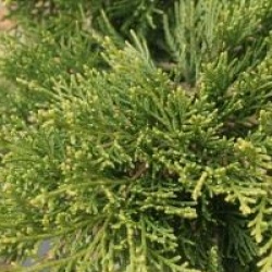 Juniperus x pfitzeriana 'Gold Coast'
