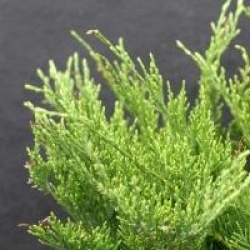 Juniperus x pfitzeriana 'Mint Julep'
