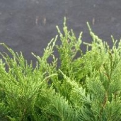 Juniperus x pfitzeriana 'Mint Julep'