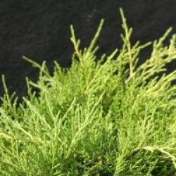 Juniperus x pfitzeriana 'Old Gold'