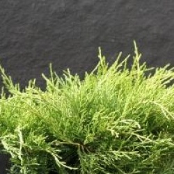 Juniperus x pfitzeriana 'Old Gold'