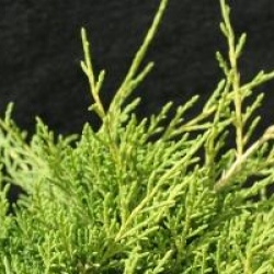 Juniperus x pfitzeriana 'Old Gold'