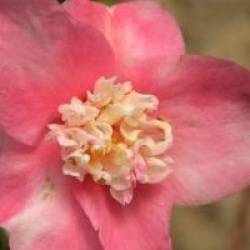 Camellia x lutchuensis 'Scented Gem'