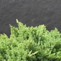 Juniperus procumbens 'Nana' - Gen�vrier nain