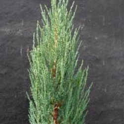 Juniperus scopulorum 'Blue Arrow'