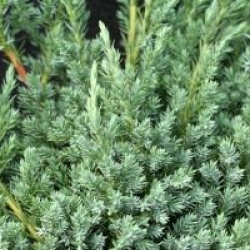 Juniperus squamata 'Blue Carpet'