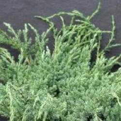 Juniperus squamata 'Blue Carpet'