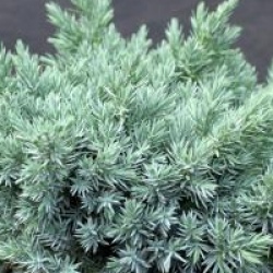 Juniperus squamata 'Blue Star'
