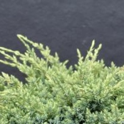 Juniperus squamata 'Holger'