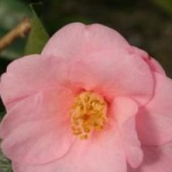 Cam�lia champ�tre Spring Awakening