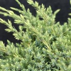 Juniperus squamata 'Holger'