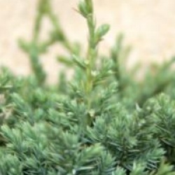 Juniperus squamata 'Holger'