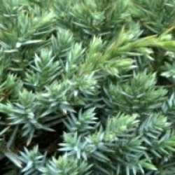 Juniperus squamata 'Holger'