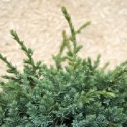 Juniperus squamata 'Holger'
