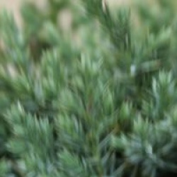 Juniperus squamata 'Holger'