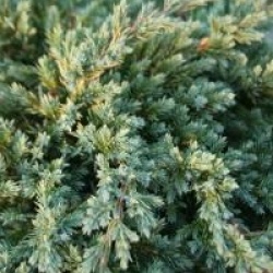 Juniperus squamata 'Holger'