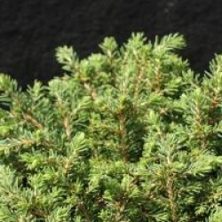 Picea abies 'Little Gem'