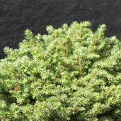 Picea abies 'Little Gem' - �pic�a nain Little Gem