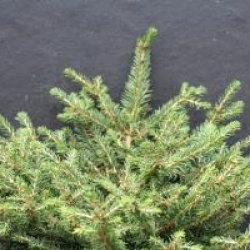 Picea abies 'Nidiformis'