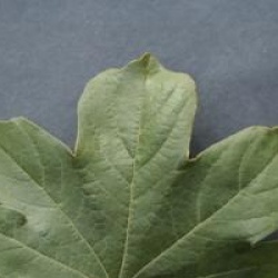 Acer campestre 'Fastigiatum' - �rable champ�tre fastigi�