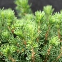Picea glauca var. albertiana 'Alberta Globe'