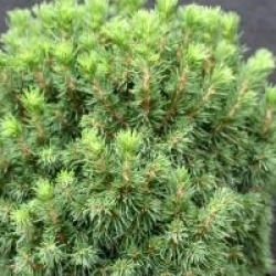 Picea glauca var. albertiana 'Alberta Globe'
