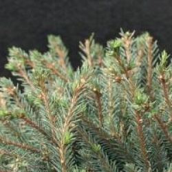 Picea glauca 'Echiniformis'