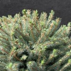 Picea glauca 'Echiniformis'