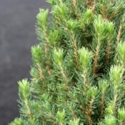 Picea glauca 'Laurin'