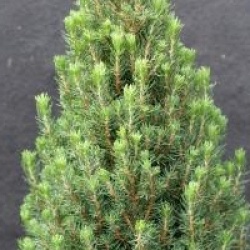 Picea glauca 'Laurin' - �pic�a nain Laurin